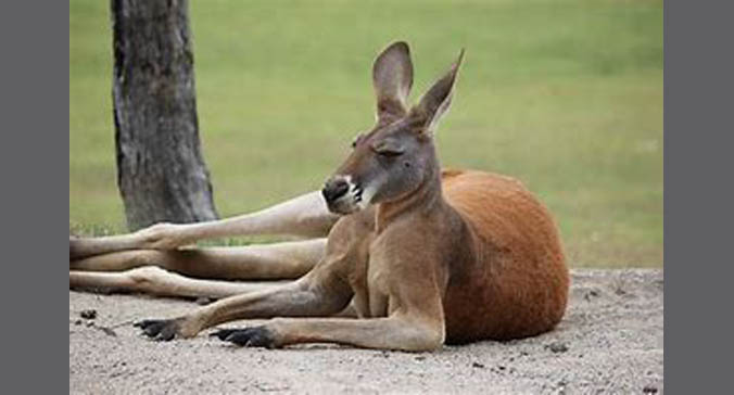 Fraser Coast Wildlife Sanctuary